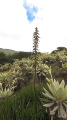Puya nitida