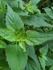 Ageratina altissima