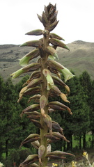 Puya nitida