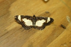 Heliomata cycladata