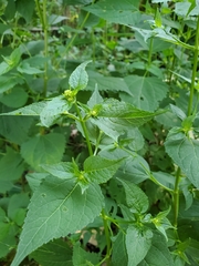 Ageratina altissima