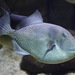 Grey Triggerfish - Photo (c) Max Ryazanov, some rights reserved (CC BY-SA)