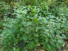Ageratina altissima