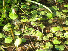 Caltha natans