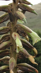 Puya nitida