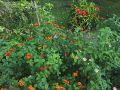 Papilio demoleus malayanus