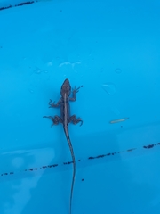 Anolis sagrei