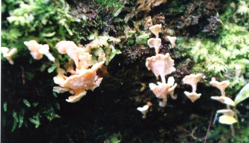 Podoserpula pusio var. pusio image
