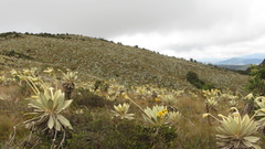 Espeletia barclayana