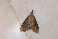 Lamprophaia albifimbrialis