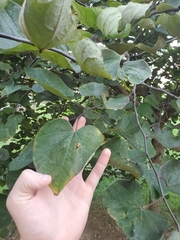 Cercis canadensis
