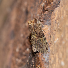 Antithemerastis acrobela