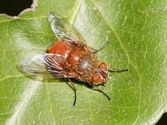 Calliphora ochracea