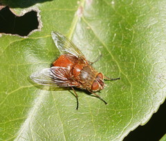 Calliphora ochracea