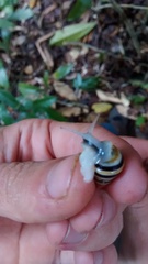 Leiostracus carnavalescus