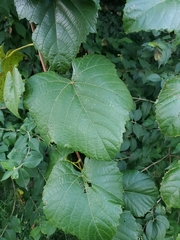 Vitis