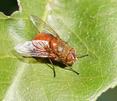 Calliphora ochracea