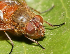 Calliphora ochracea