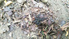 Porrhothele antipodiana