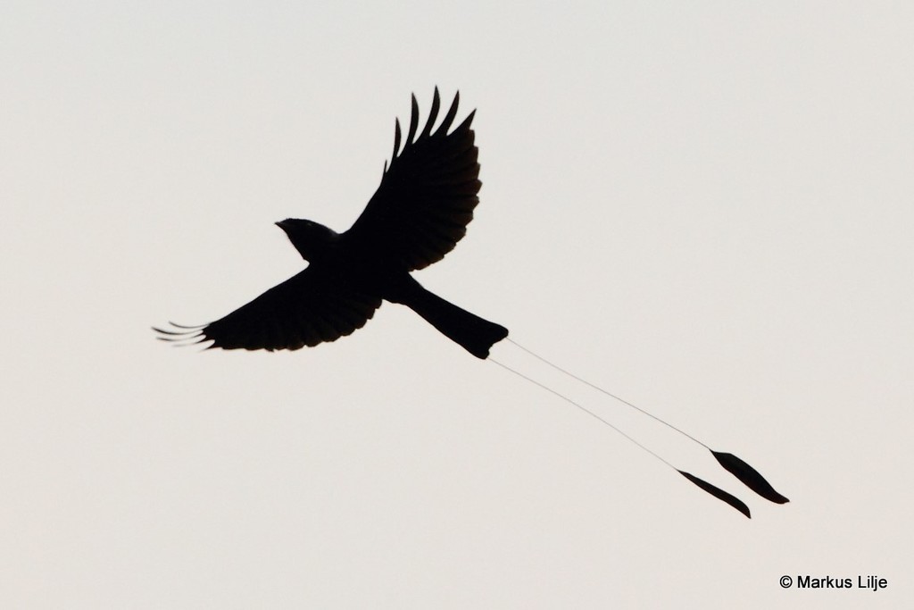 Lesser Racket-tailed Drongo