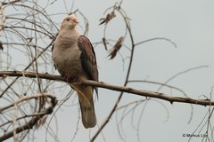 Ducula badia