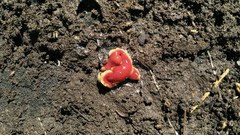 Arthurdendyus testaceus