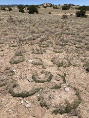 Muhlenbergia torreyi