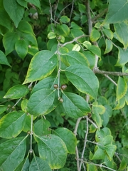 Lonicera maackii