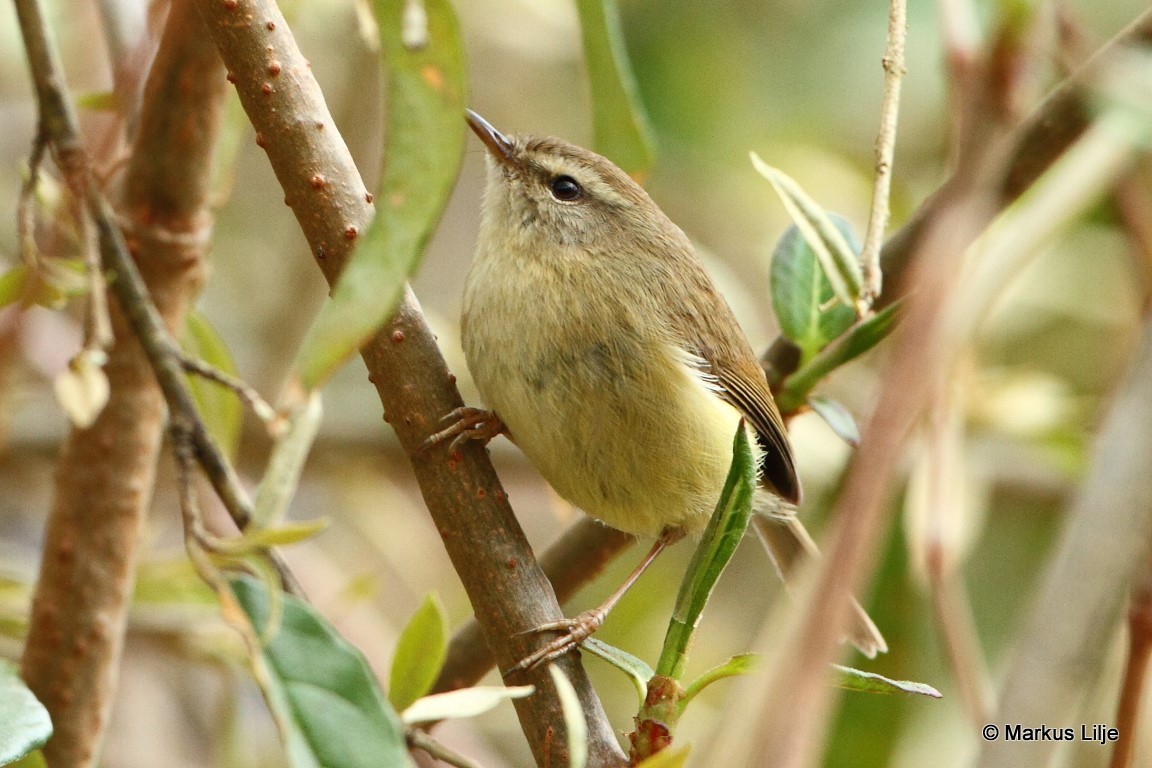 Hume's Bush Warbler illustration