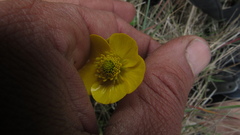 Ranunculus peruvianus