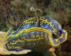 Felimare fontandraui