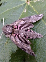 Agrius cingulata