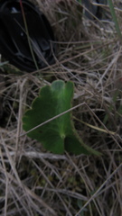 Ranunculus peruvianus