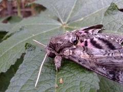Agrius cingulata