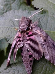 Agrius cingulata