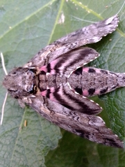 Agrius cingulata