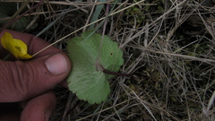 Ranunculus peruvianus