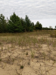 Sporobolus rigidus magnus