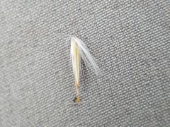 Sporobolus rigidus magnus