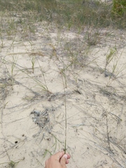 Sporobolus rigidus magnus