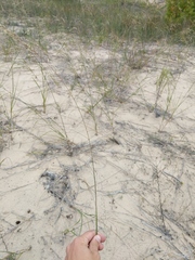 Sporobolus rigidus magnus