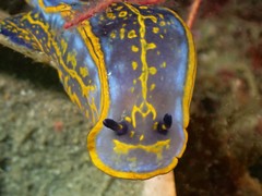 Felimare fontandraui