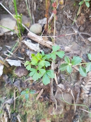 Xanthosia dissecta