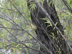 Vireo griseus