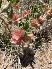 Tripterocalyx carneus
