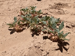 Tripterocalyx carneus