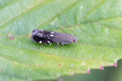Image of Anacampsis levipedella