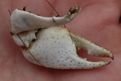 Procambarus steigmani