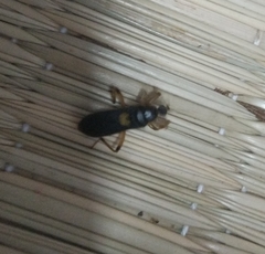 Ectomocoris cordiger