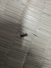 Ectomocoris cordiger